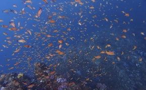 海の中をのぞいてみよう！体験ダイビング・シュノーケリング教室 142069_BS013