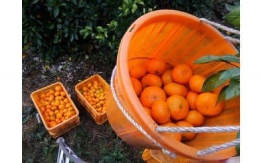 y_ސ쌧csz݂ňi݂̖؂P{j 142069_BV003