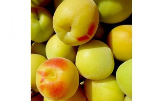 【樹上完熟】 小田原十郎梅の三年熟成梅干 限定手包み 5瓶入【ウメボシ うめぼし 梅干 梅 ウメ お家用 贈答用 贈り物 完熟 国産 手包み 大粒 神奈川県 小田原市 】 142069_CV020