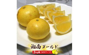 【先行予約】湘南ゴールド　３kg箱（MIXサイズ）＜出荷開始：2026年3月1日~3月31日＞【 フルーツ 神奈川県 小田原市 】 142069_DC001