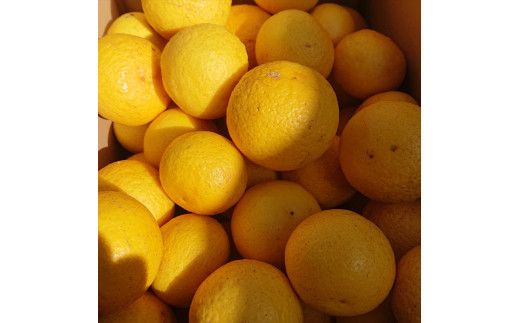 【先行予約】湘南ゴールド　３kg箱（MIXサイズ）＜出荷開始：2026年3月1日~3月31日＞【 フルーツ 神奈川県 小田原市 】 142069_DC001