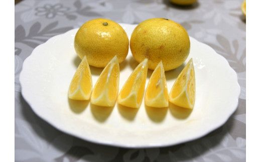 【先行予約】湘南ゴールド　３kg箱（MIXサイズ）＜出荷開始：2026年3月1日~3月31日＞【 フルーツ 神奈川県 小田原市 】 142069_DC001