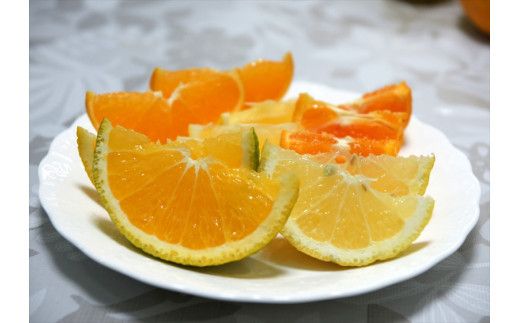 【先行予約】1月おすすめ柑橘詰め合わせ5kg箱＜出荷開始：2026年1月5日~1月25日＞【 フルーツ 神奈川県 小田原市 】 142069_DC002VC01