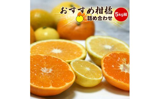 【先行予約】2月おすすめ柑橘詰め合わせ５kg箱＜出荷開始：2026年2月5日~2月25日＞【 フルーツ 神奈川県 小田原市 】 142069_DC002VC02