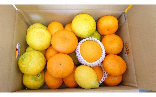 【先行予約】2月おすすめ柑橘詰め合わせ５kg箱＜出荷開始：2026年2月5日~2月25日＞【 フルーツ 神奈川県 小田原市 】 142069_DC002VC02