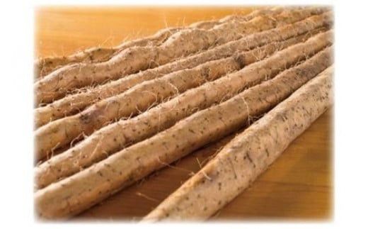 自然薯の味をお楽しみください。自然薯生とろろ100ｇ×５ｐセット【とろろ 極上とろろ 山芋 箱根 お家用 家庭用 国産 セット商品 自然薯 味付とろろ 神奈川県 小田原市 】 142069_DV004