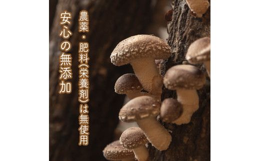 スイスで加工品を学んだ農家が手間暇かけて手づくりした『しいたけとたまねぎのなんでもソース』≪お得サイズ≫9本セット【 家庭用 自宅用 贈答品 贈答用 ギフト お取り寄せ お中元 お歳暮 贈り物 お祝い 神奈川県 小田原市 】 142069_EZ020