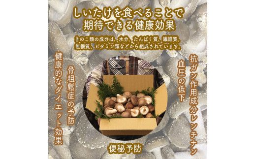 スイスで加工品を学んだ農家が手間暇かけて手づくりした『しいたけとたまねぎのなんでもソース』≪お得サイズ≫18本セット【 家庭用 自宅用 贈答品 贈答用 ギフト お取り寄せ お中元 お歳暮 贈り物 お祝い 神奈川県 小田原市 】 142069_EZ021