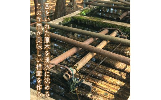 しいたけペペロン　24個セット【 家庭用 自宅用 贈答品 贈答用 ギフト お取り寄せ お中元 お歳暮 贈り物 お祝い 神奈川県 小田原市 】 142069_EZ042