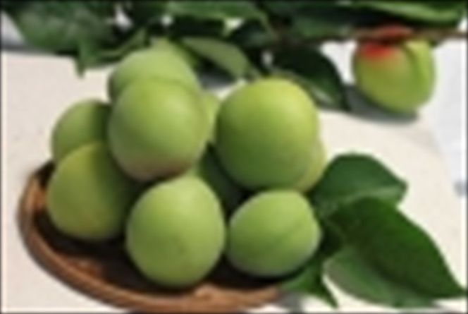 小田原老舗和菓子店の手づくり小田原梅の生ようかん【和菓子店 手作りようかん 小田原梅の生ようかん  職人の手作り 銘菓　梅 和スイーツ  神奈川県 小田原市 】 142069_FB003