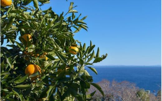 【定期便 12回】小田原産江之浦みかん１００％ストレートジュース５００ml６本 142069_GJ027