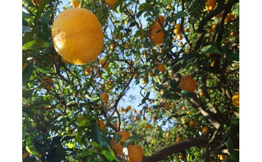 小田原産江之浦あなまつスパークリング果汁入り飲料果汁５０％２００ml３０本 142069_GJ038