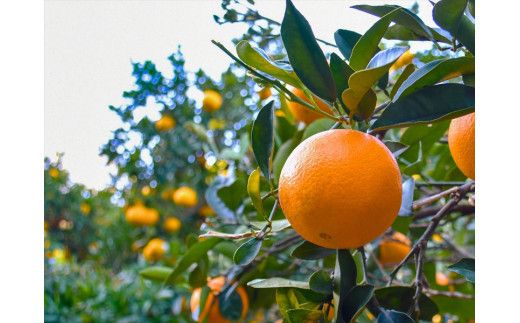 小田原産江之浦みかんスパークリング果汁入り飲料果汁５０％２００ml６本 142069_GJ041