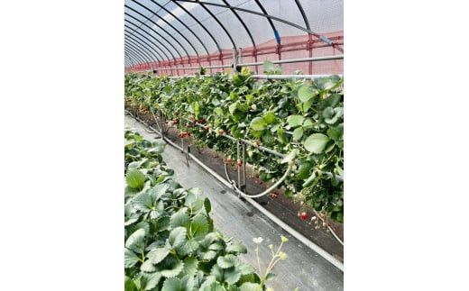 小田原産江之浦ジェラート６種（みかん、湘南ゴールド、ブルーベリーミルク、いちごミルク、キウイヨーグルト、甘夏ヨーグルト）120mlカップ各１個合計６個 142069_GJ076