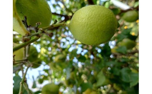 小田原 片浦レモンハンドクリーム 142069_GJ096