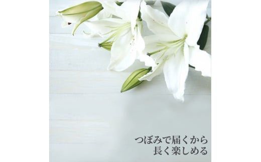 【百合の王様】【未開花/長持ち】農林水産大臣賞を受賞したフローリストがアレンジする“純白のカサブランカ”【 花 お花 神奈川県 小田原市 】 142069_GL001