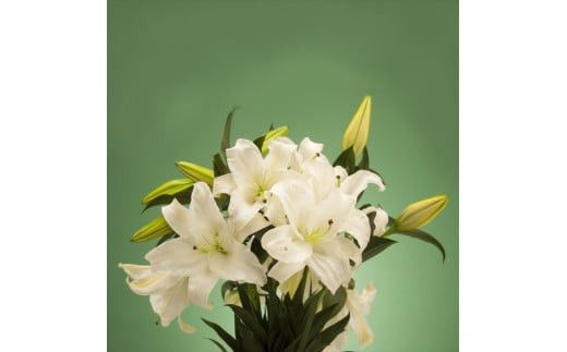 【百合の王様】【未開花/長持ち】農林水産大臣賞を受賞したフローリストがアレンジする“純白のカサブランカ”【 花 お花 神奈川県 小田原市 】 142069_GL002