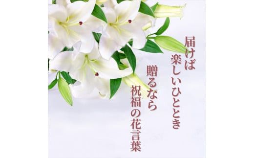 【百合の王様】【未開花/長持ち】農林水産大臣賞を受賞したフローリストがアレンジする“純白のカサブランカ”【 花 お花 神奈川県 小田原市 】 142069_GL002