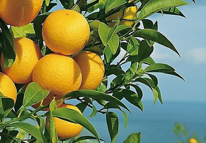 y_ސ쌧cszq󏭏ir_ސ쐶܂̊k uÓS[hv( In͔|)o׊JnFQOQUNRUo׊Jn`QOQUNRRPo׏Iyt[c IW ʕ k p ƒp p  _ސ쌧csz 142069_GP001