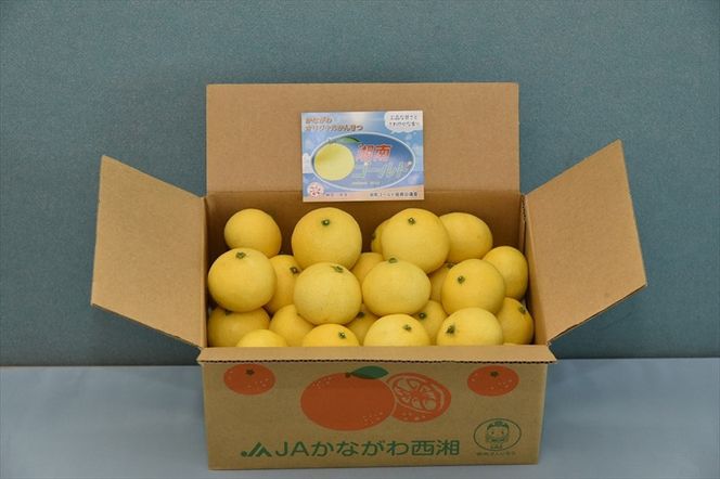 〈希少商品〉神奈川生まれの柑橘 「湘南ゴールド」( 露地栽培)＜出荷開始：２０２６年３月６日出荷開始～２０２６年３月３１日出荷終了＞【フルーツ オレンジ 果物 柑橘 贈答用 家庭用 自宅用  神奈川県小田原市】 142069_GP001