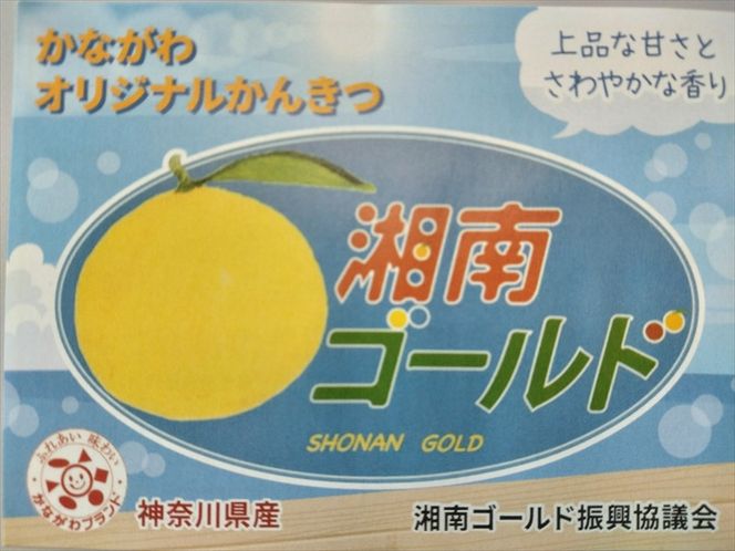 〈希少商品〉神奈川生まれの柑橘 「湘南ゴールド」( 露地栽培)＜出荷開始：２０２６年３月６日出荷開始～２０２６年３月３１日出荷終了＞【フルーツ オレンジ 果物 柑橘 贈答用 家庭用 自宅用  神奈川県小田原市】 142069_GP001