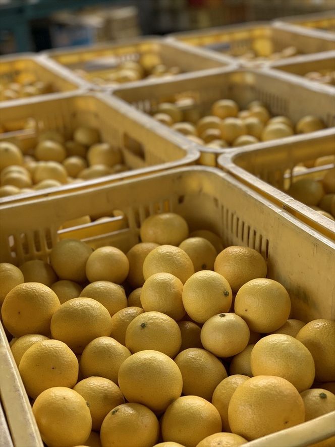 〈希少商品〉神奈川生まれの柑橘 「湘南ゴールド」( 露地栽培)＜出荷開始：２０２６年３月６日出荷開始～２０２６年３月３１日出荷終了＞【フルーツ オレンジ 果物 柑橘 贈答用 家庭用 自宅用  神奈川県小田原市】 142069_GP001