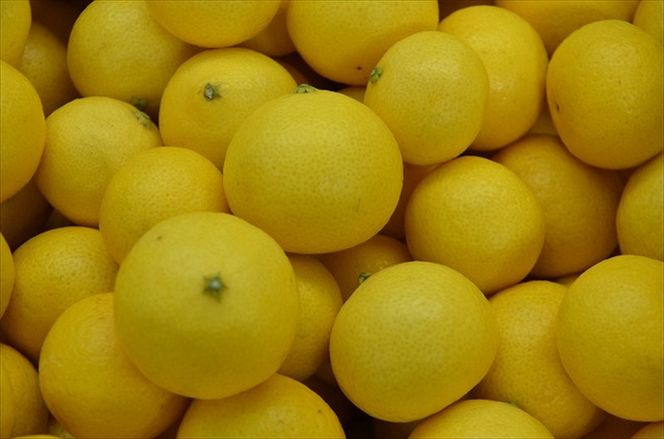 〈希少商品〉神奈川生まれの柑橘 「湘南ゴールド」( 露地栽培)＜出荷開始：２０２６年３月６日出荷開始～２０２６年３月３１日出荷終了＞【フルーツ オレンジ 果物 柑橘 贈答用 家庭用 自宅用  神奈川県小田原市】 142069_GP001