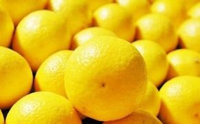 〈超希少商品〉神奈川生まれの柑橘 ハウス栽培の湘南ゴールド＜出荷開始：２０２６年２月１５日出荷開始～２０２６年３月１０日出荷終了＞【フルーツ オレンジ 果物 柑橘 贈答用 家庭用 自宅用  神奈川県小田原市】 142069_GPA001