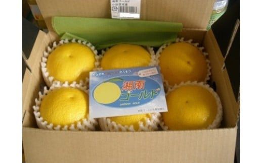 〈超希少商品〉神奈川生まれの柑橘 ハウス栽培の湘南ゴールド＜出荷開始：２０２６年２月１５日出荷開始～２０２６年３月１０日出荷終了＞【フルーツ オレンジ 果物 柑橘 贈答用 家庭用 自宅用  神奈川県小田原市】 142069_GPA001