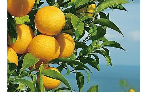 〈超希少商品〉神奈川生まれの柑橘 ハウス栽培の湘南ゴールド＜出荷開始：２０２６年２月１５日出荷開始～２０２６年３月１０日出荷終了＞【フルーツ オレンジ 果物 柑橘 贈答用 家庭用 自宅用  神奈川県小田原市】 142069_GPA001