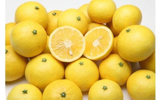 〈超希少商品〉神奈川生まれの柑橘 ハウス栽培の湘南ゴールド＜出荷開始：２０２６年２月１５日出荷開始～２０２６年３月１０日出荷終了＞【フルーツ オレンジ 果物 柑橘 贈答用 家庭用 自宅用  神奈川県小田原市】 142069_GPA001