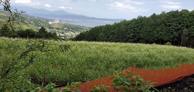 小田原・箱根唯一のそば畑から　小田原北条そば　贈呈用  生粉5割　200ｇ×5袋   生粉３割　200ｇ×5袋 そばつゆ【 そば 家庭用 自宅用 贈答品 贈答用 ギフト お取り寄せ 御中元 お中元 お歳暮 贈り物 SOBA 蕎麦 麺 メン めん 神奈川県 小田原市 】 142069_GQ007