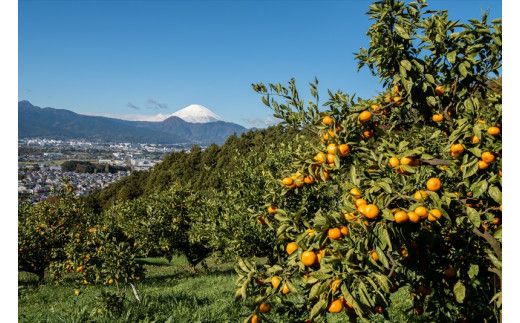 ＜品種厳選＞こだわりの貯蔵みかん　10キロ＜2025年12月20日出荷開始～2026年2月28日出荷終了＞【 みかん 神奈川県 小田原市 】 142069_HC004