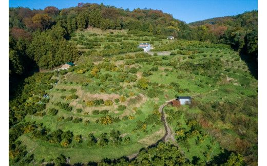 ＜品種厳選＞こだわりの貯蔵みかん　10キロ＜2025年12月20日出荷開始～2026年2月28日出荷終了＞【 みかん 神奈川県 小田原市 】 142069_HC004