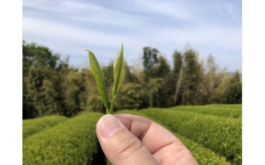 小田原森里茶バラエティ８種セット【 お茶 飲料 神奈川県 小田原市 】 142069_HH001
