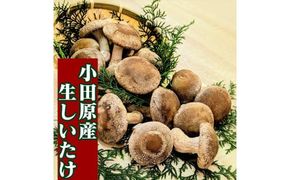 小田原産高級しいたけ「海の香・山の香」　　香り高く肉厚でみずみずしい　　500ｇお届け【 野菜 きのこ キノコ 茸 シイタケ しいたけ 贈答用 ご家庭でおすそ分け 神奈川県 小田原市 】 142069_HK001