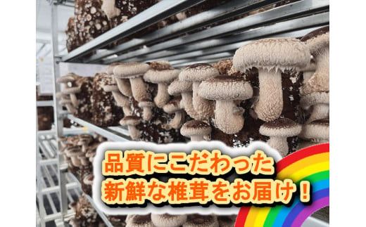 小田原産高級しいたけ「海の香・山の香」　　香り高く肉厚でみずみずしい　　500ｇお届け【 野菜 きのこ キノコ 茸 シイタケ しいたけ 贈答用 ご家庭でおすそ分け 神奈川県 小田原市 】 142069_HK001