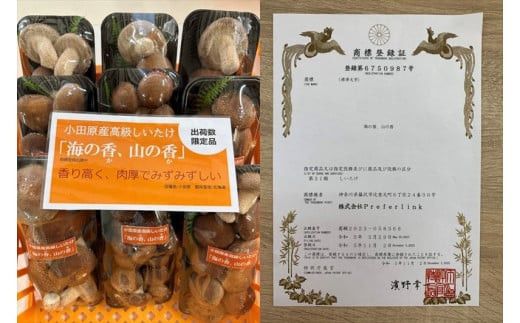 小田原産高級しいたけ「海の香・山の香」　　香り高く肉厚でみずみずしい　　500ｇお届け【 野菜 きのこ キノコ 茸 シイタケ しいたけ 贈答用 ご家庭でおすそ分け 神奈川県 小田原市 】 142069_HK001