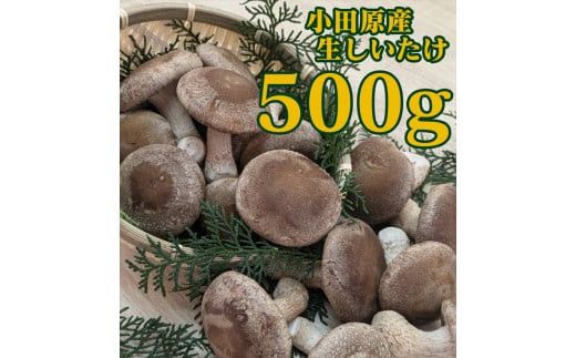 小田原産高級しいたけ「海の香・山の香」　　香り高く肉厚でみずみずしい　　500ｇお届け【 野菜 きのこ キノコ 茸 シイタケ しいたけ 贈答用 ご家庭でおすそ分け 神奈川県 小田原市 】 142069_HK001