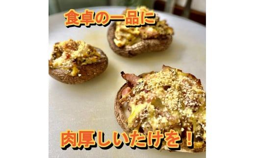 小田原産高級しいたけ「海の香・山の香」　　香り高く肉厚でみずみずしい　　500ｇお届け【 野菜 きのこ キノコ 茸 シイタケ しいたけ 贈答用 ご家庭でおすそ分け 神奈川県 小田原市 】 142069_HK001