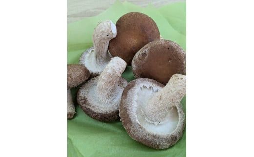 小田原産高級しいたけ「海の香・山の香」　　香り高く肉厚でみずみずしい　　500ｇお届け【 野菜 きのこ キノコ 茸 シイタケ しいたけ 贈答用 ご家庭でおすそ分け 神奈川県 小田原市 】 142069_HK001