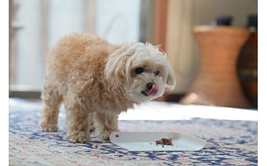 鹿肉ペットフード シカリッチ 25グラム×6個入り（150g）×5セット【 ペットフード 神奈川県 小田原市 】 142069_HV002