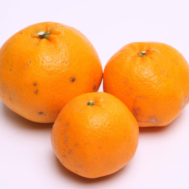 ［先行予約］家庭用 はるみ2.5kg+250g（傷み補償分）［デコポンの姉妹品種・新食感春みかん］［光センサー選別］［わけあり・訳あり］［IKE92］ 303446_BB010