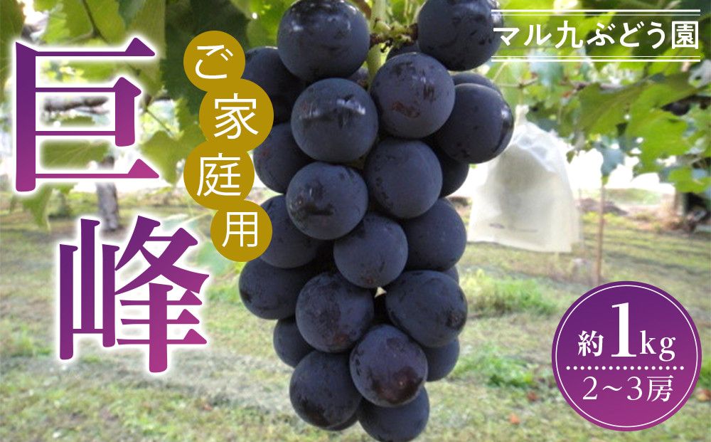 [先行予約][ご家庭用・数量限定] 巨峰(種あり)約1kg 〔2025年8月上旬より順次発送〕 232238_CR01-PR