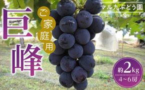 【2026年度_先行予約】【ご家庭用】巨峰（種あり）約2kg〔2026年8月上旬より順次発送〕 232238_CR02-PR