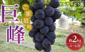 【2026年度_先行予約】【ご家庭用】巨峰（種なし）約2kg〔2026年8月上旬より順次発送〕 232238_CR04-PR