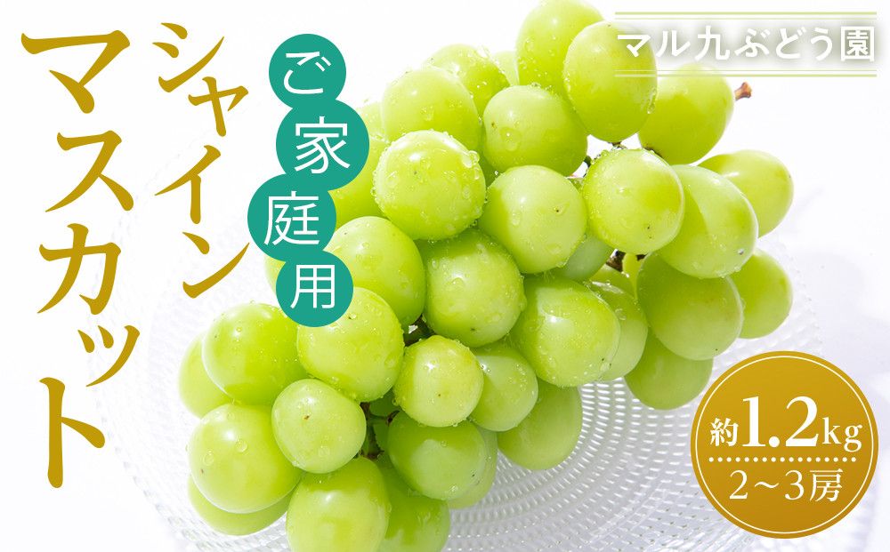 [先行予約][ご家庭用・数量限定] シャインマスカット 約1.2kg 〔2025年8月中旬より順次発送〕 232238_CR05-PR