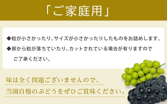 【2026年度_先行予約】【ご家庭用】シャインマスカット 約1kg〔2026年8月中旬より順次発送〕 232238_CR05-PR