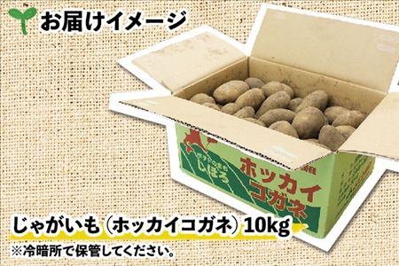 北海道 じゃがいも ホッカイコガネ 10kg 北海道産 十勝産 北海こがね 北海コガネ 北海黄金 ジャガイモ 芋 いも ポテト お取り寄せ まとめ買い 送料無料 十勝 士幌町【V06】