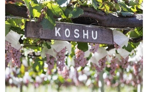 ルミエール　ワイン定期便 ハーフコース FAM003